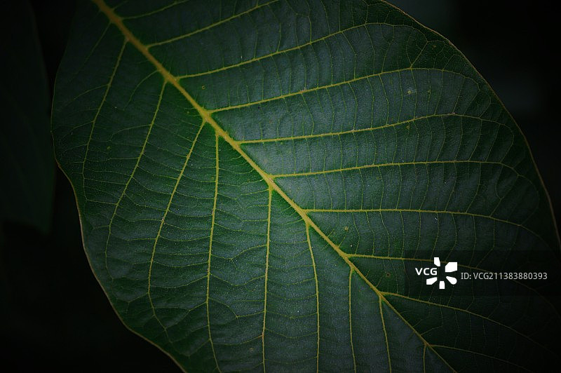 树叶的叶脉图片素材