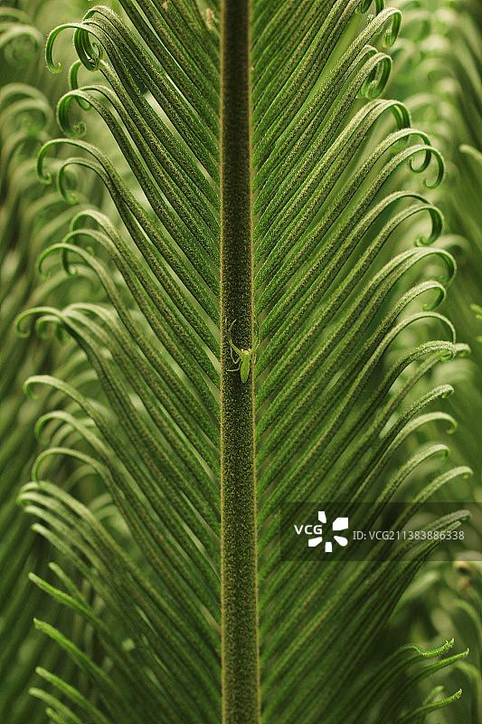 苏铁 铁树 嫩枝叶 特写图片素材
