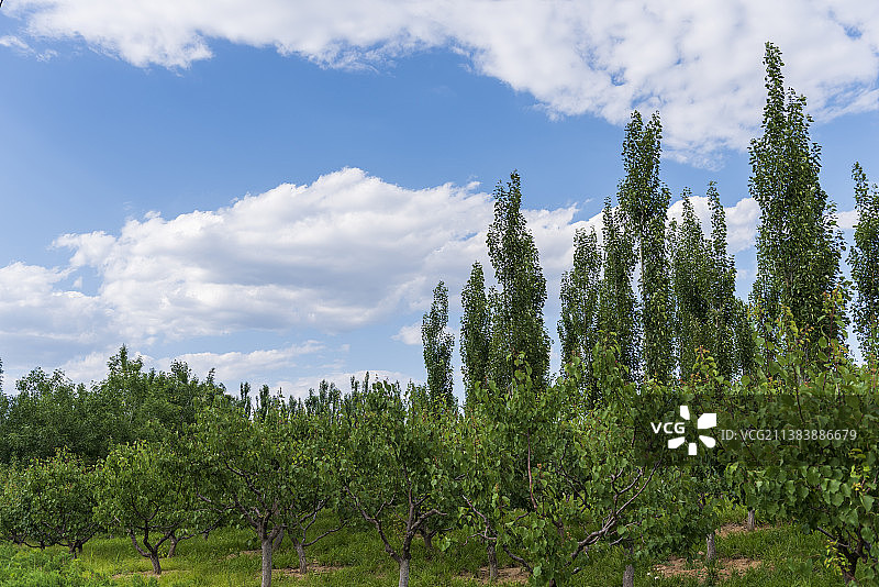 树 蓝天 白云图片素材
