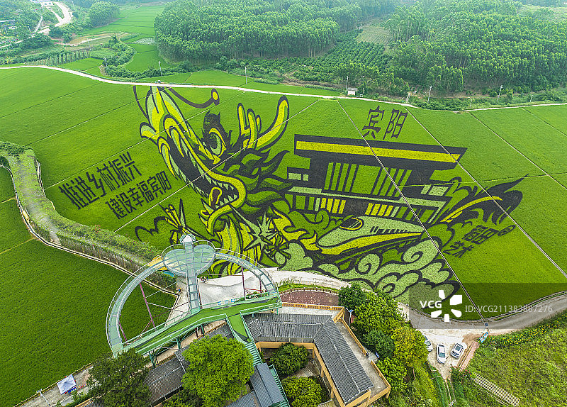广西宾阳古辣艺术稻田图片素材