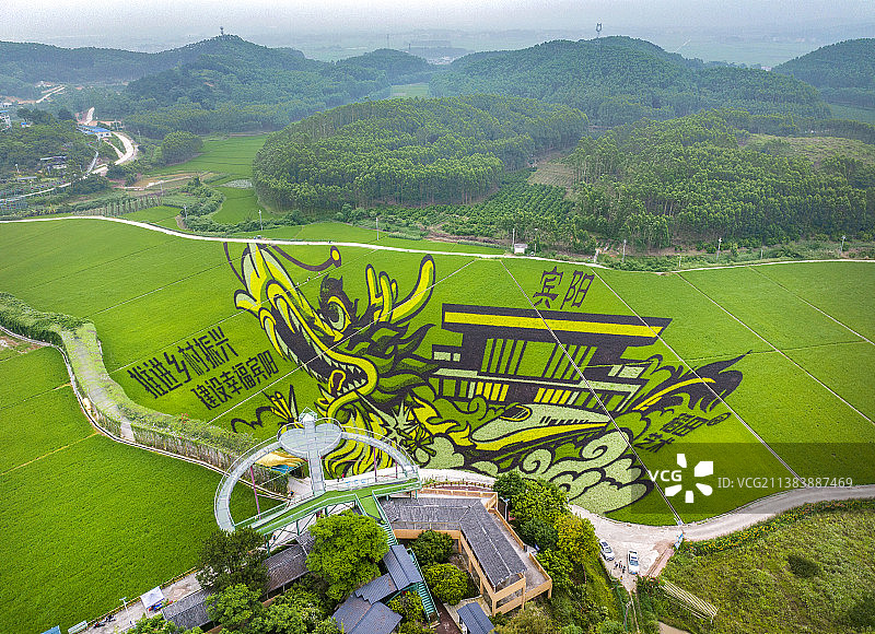 广西宾阳古辣艺术稻田图片素材