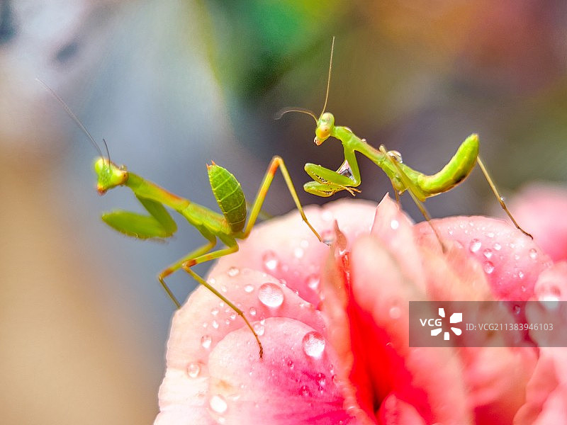 双螂舞图片素材