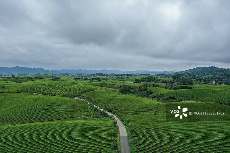 茶山茶春千行绿——贵州湄潭图片素材