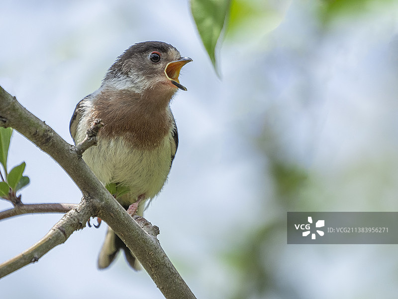 饥饿的小银喉长尾山雀图片素材