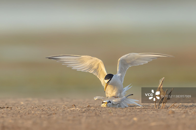 白额燕鸥图片素材