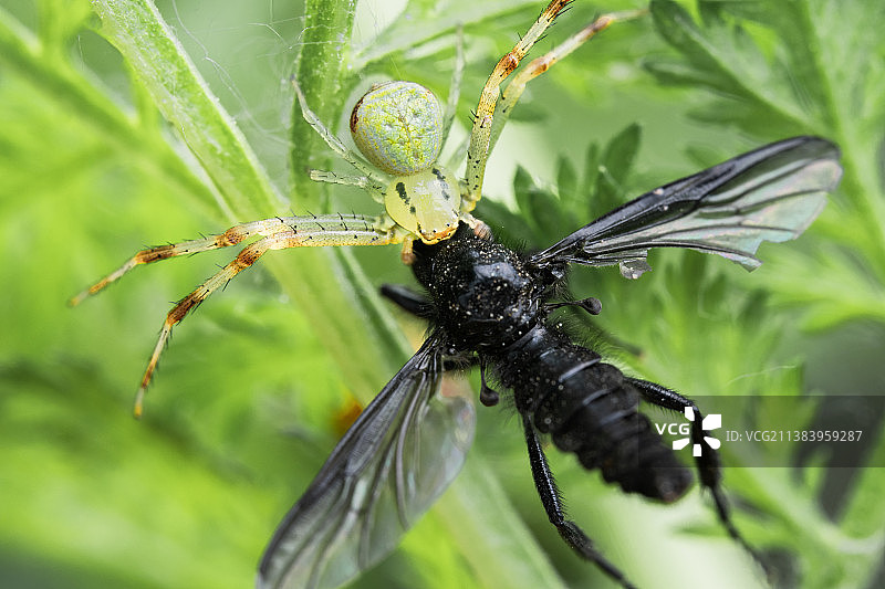 蟹蛛捕毛蚊图片素材