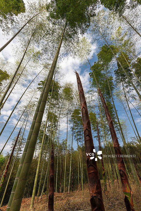 竹林里生长的春笋图片素材