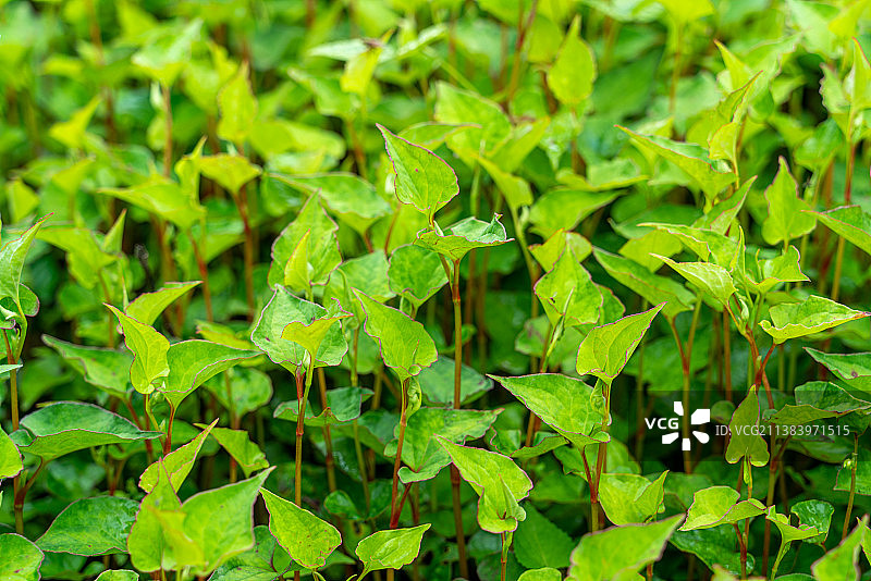 中药材——鱼腥草图片素材