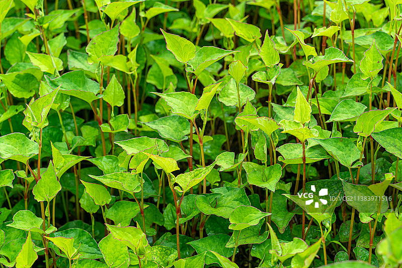 中药材——鱼腥草图片素材