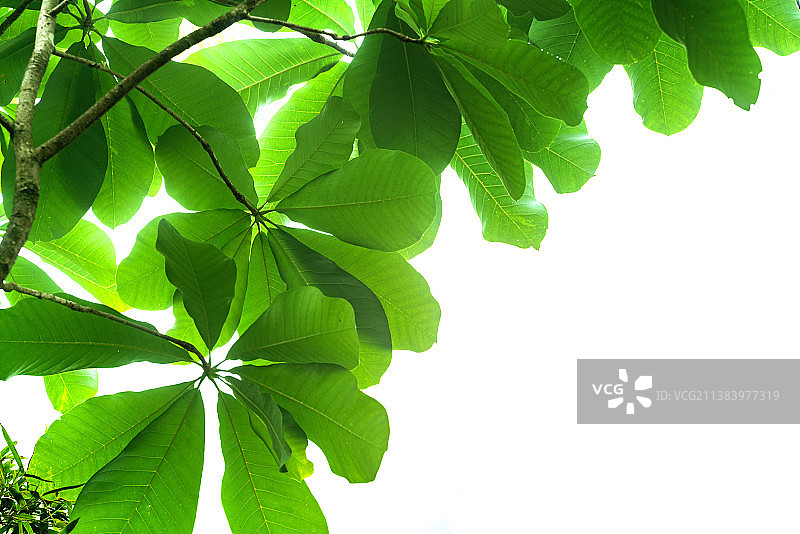 木本中药材厚朴图片素材