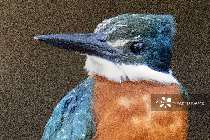 美洲侏儒翠鸟特写图片素材