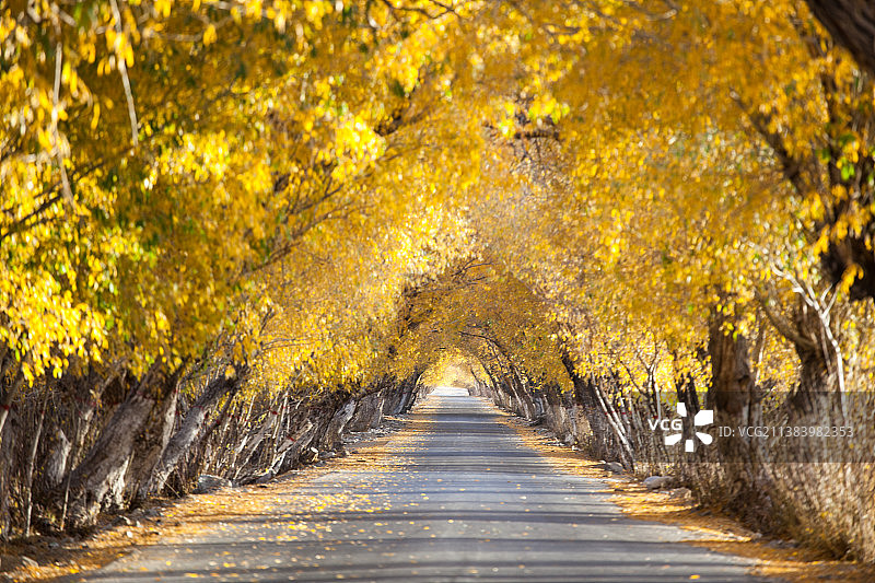 塔什库尔干金秋树道图片素材