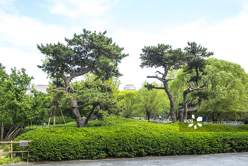 城市园林景观松树图片素材