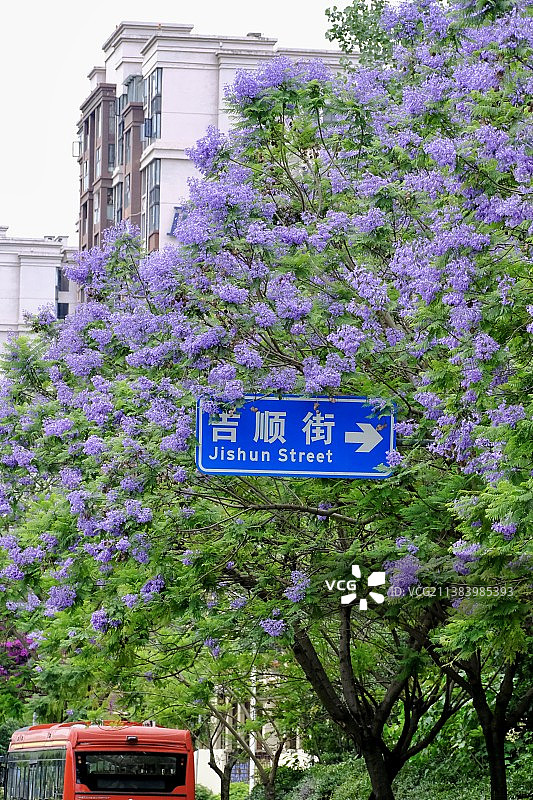 蓝花楹图片素材