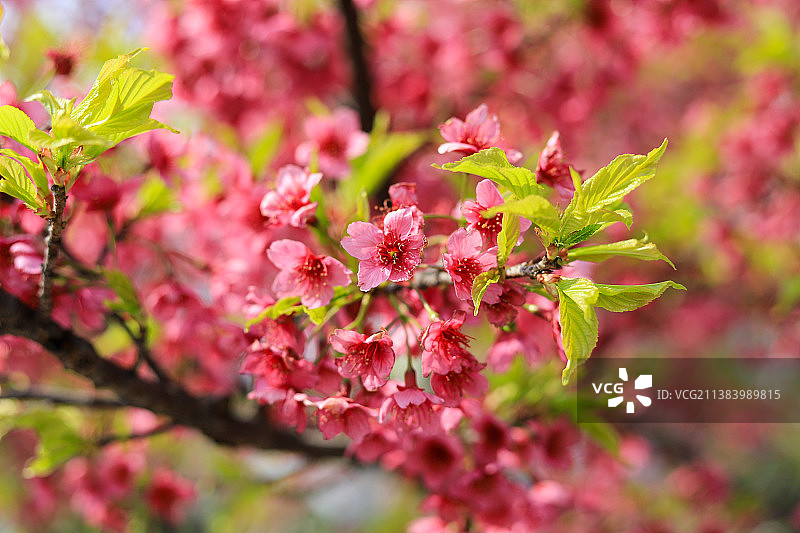 上海郁金香公园 - 桃花盛开图片素材