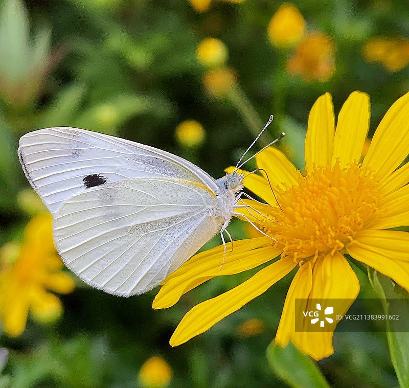 蝶恋花图片素材