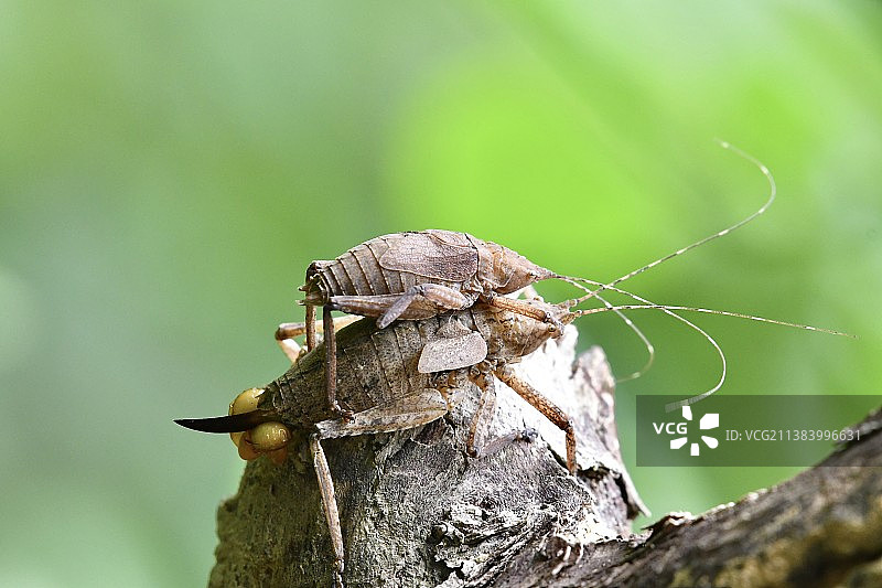 螽斯的繁殖季节图片素材