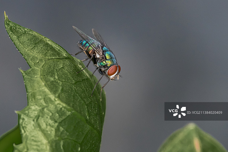 苍蝇图片素材
