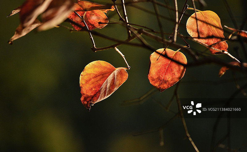 秋意浓图片素材