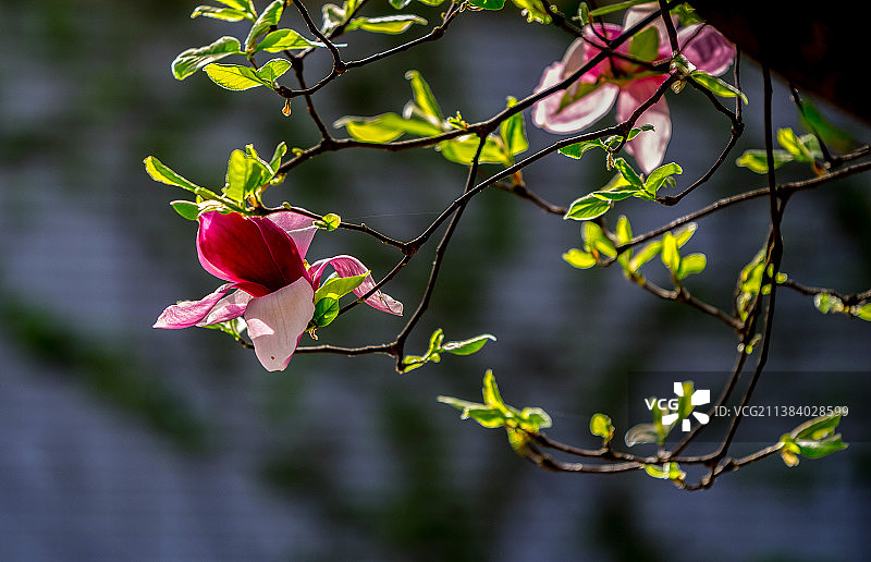 紫玉兰沐晨光恣意盛开图片素材