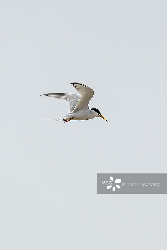 一只白额燕鸥在海岸湖泊上空悬停并飞翔捕食水里的鱼虾图片素材
