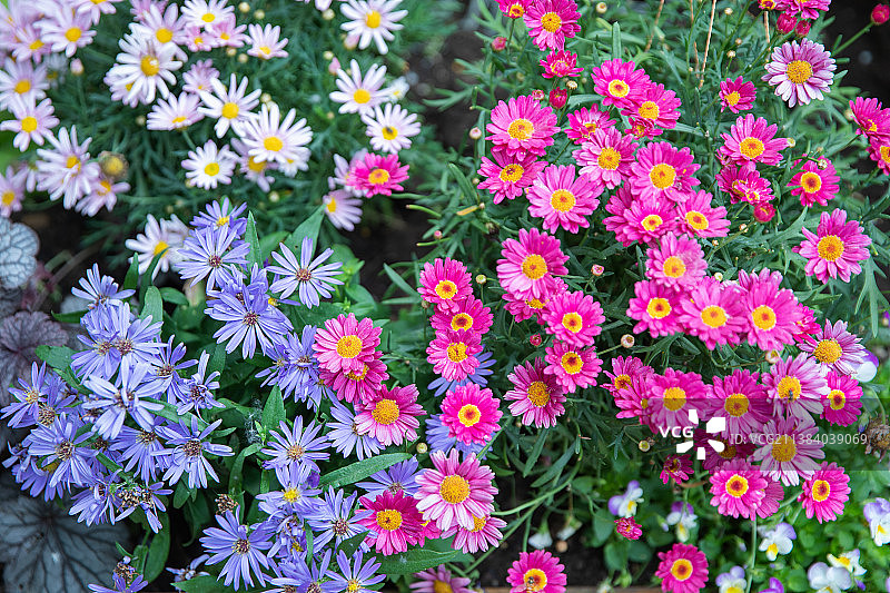 俯视盛开粉色蓝色红色花朵的花簇特写图片素材