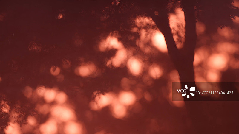 东方元素树影红墙图片素材