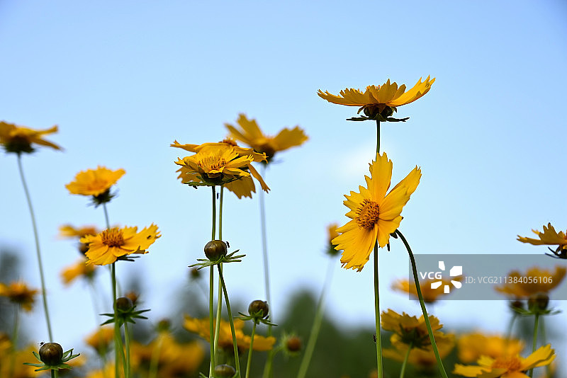 北龙湖的野菊花图片素材