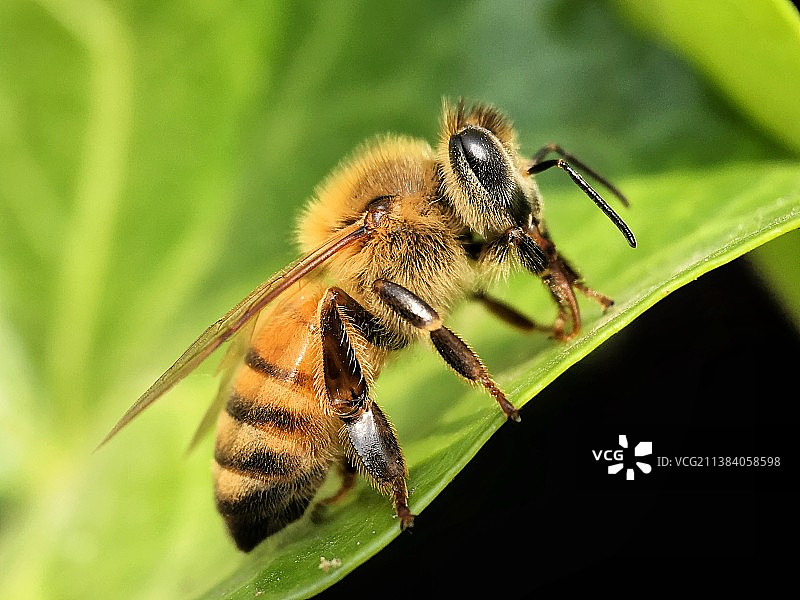 小蜜蜂图片素材