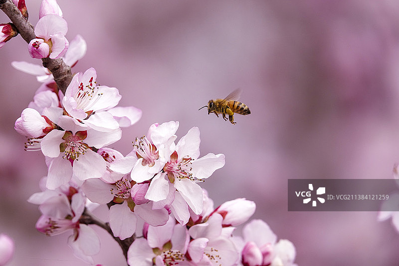 花开时节图片素材