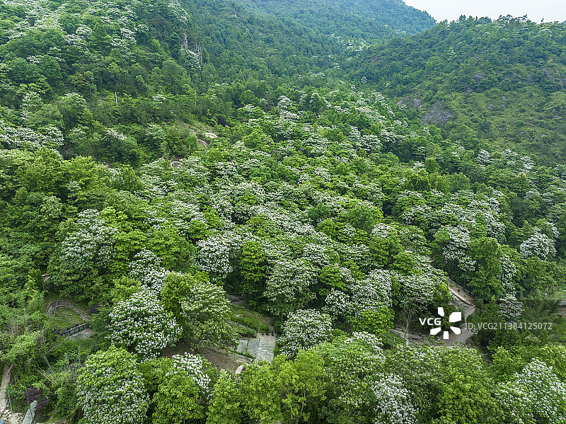 航拍开放的桐花图片素材