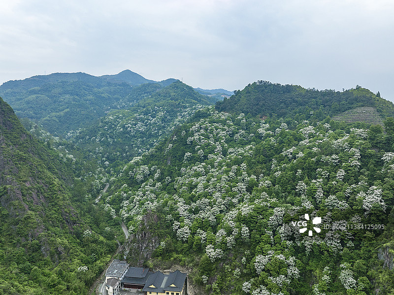 航拍开放的桐花图片素材