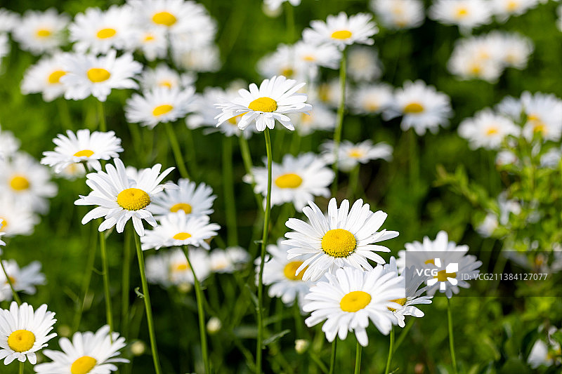 公园里盛开的大片的大滨菊花图片素材