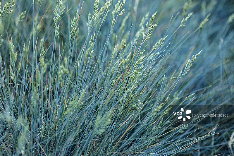 蓝茅之魅图片素材