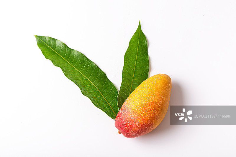 白底上的新鲜彩色芒果和芒果叶图片素材
