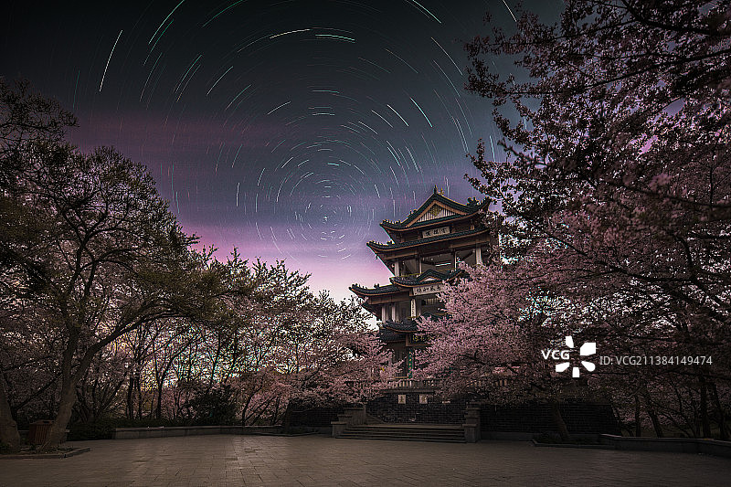 星空下盛开的樱花图片素材