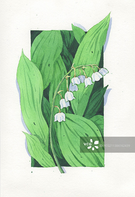 玲兰花 水彩花卉 插画 清新治愈图片素材