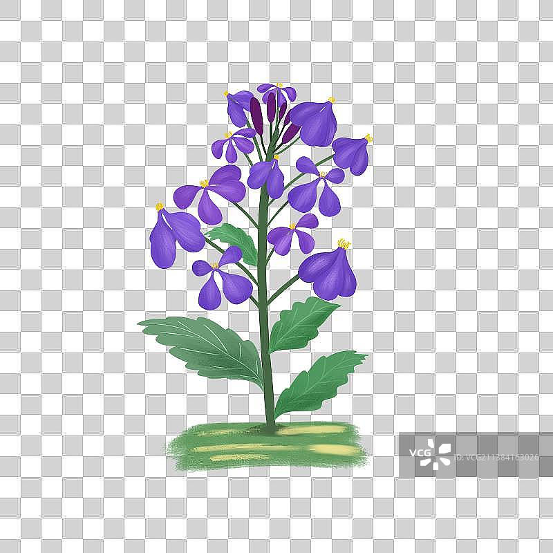清新可爱小植物诸葛菜二月兰图片素材