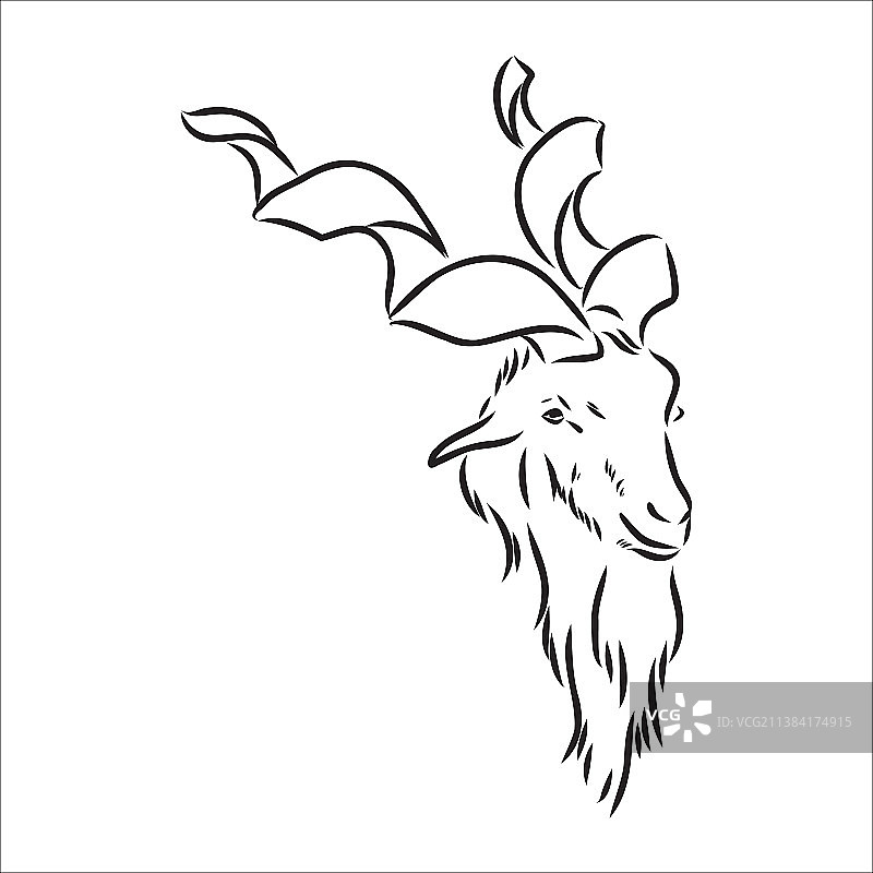 从背面素描的大山羊角图片素材