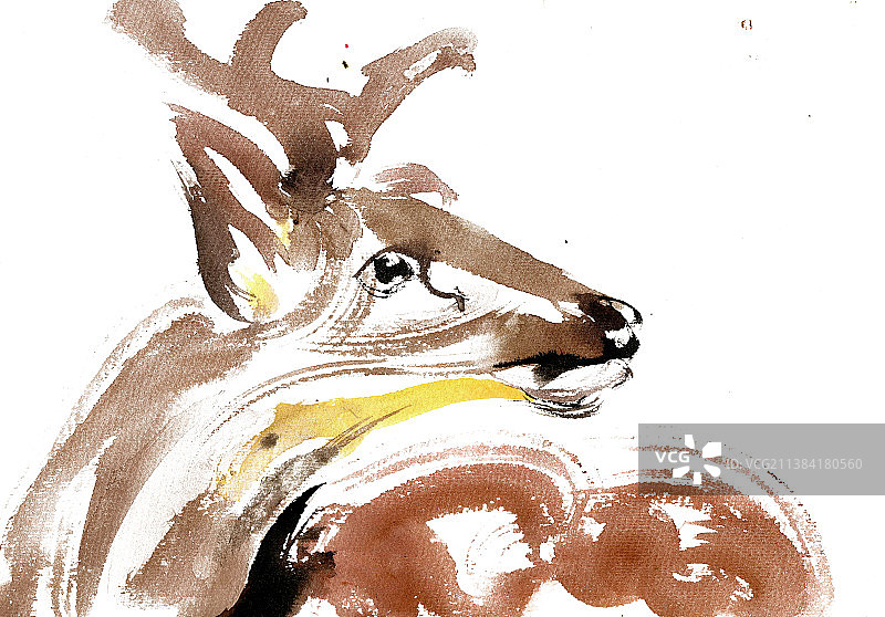 扭头的鹿图片素材