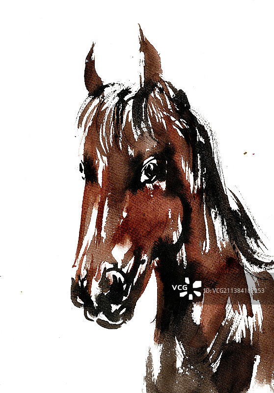 棕色的马图片素材