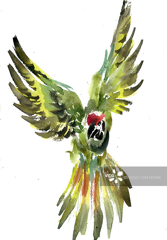 绿色的小鸟图片素材