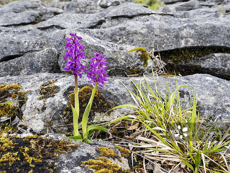 英国约克郡山谷的早紫红兰图片素材