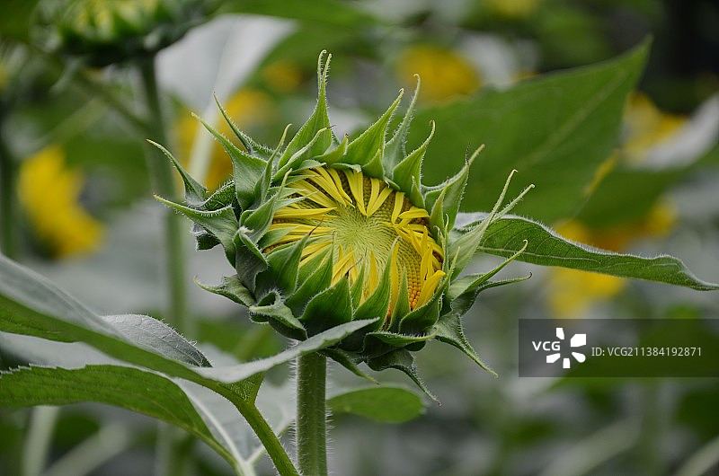 一朵含苞待放的向日葵图片素材