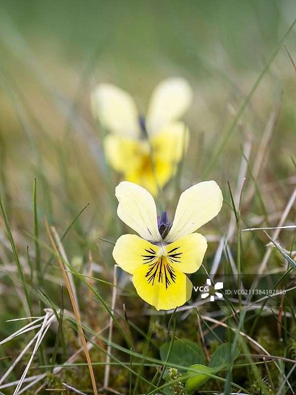 英国约克郡 Austwick 的三色堇图片素材