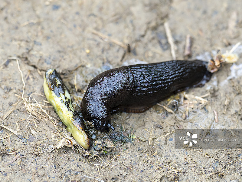 黑蛞蝓在英国约克郡山谷捕食图片素材