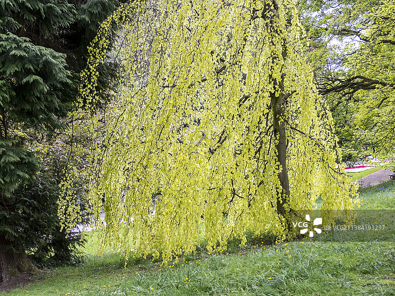 英国约克郡哈罗盖特瓦莱里花园的垂枝榉图片素材