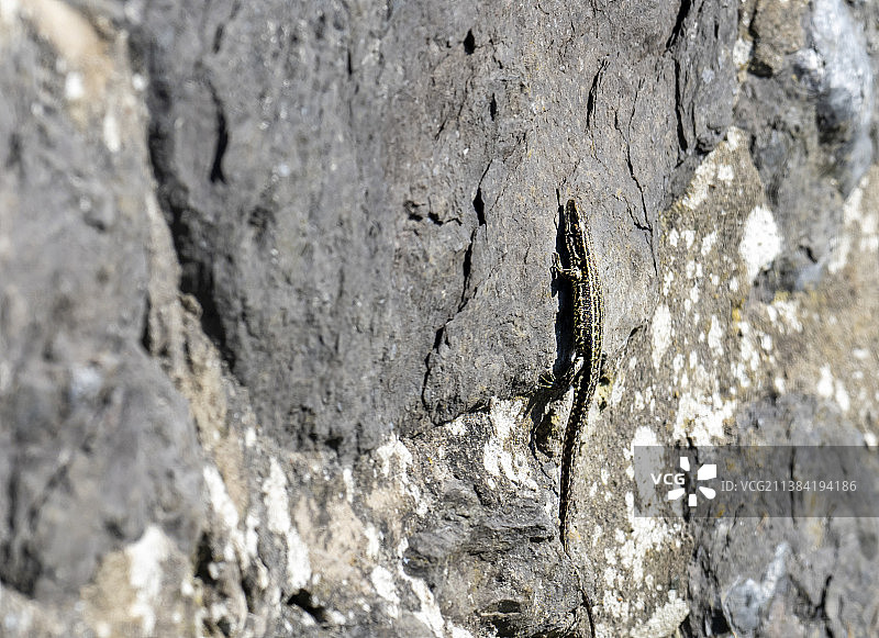 英国威尔士安格尔西岛南堆栈的蜥蜴图片素材