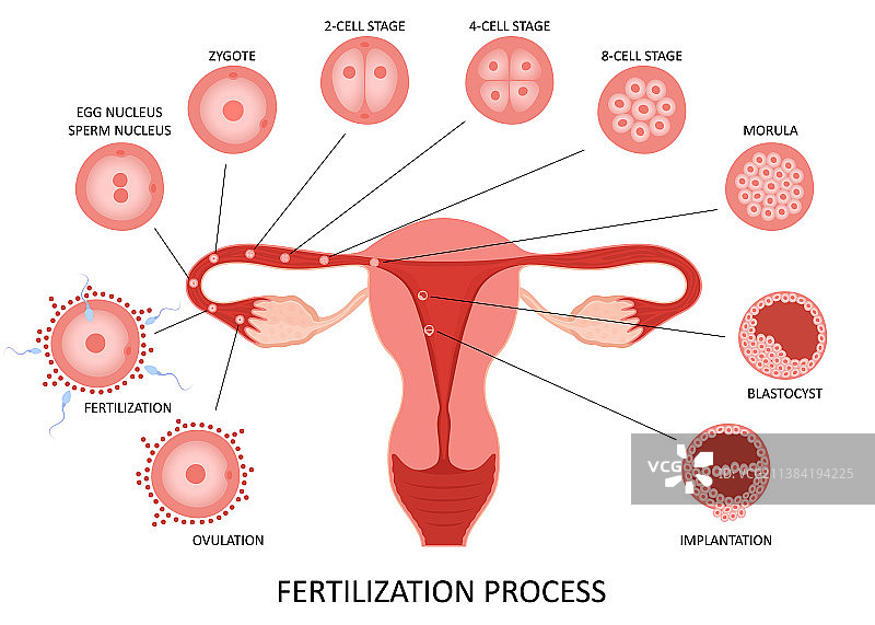 女性生殖系统排卵图片素材