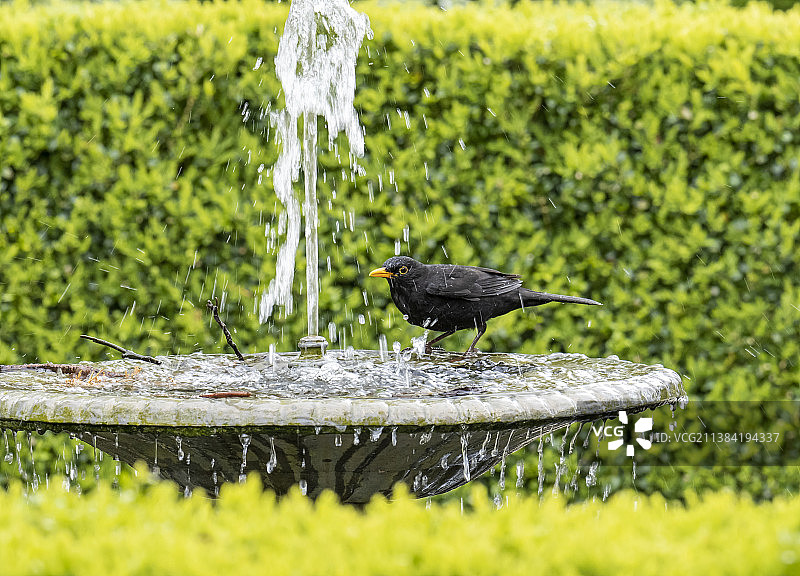 一只黑鸟在英国北威尔士博德南特喷泉中沐浴图片素材